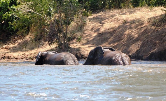 African elephants in a river.